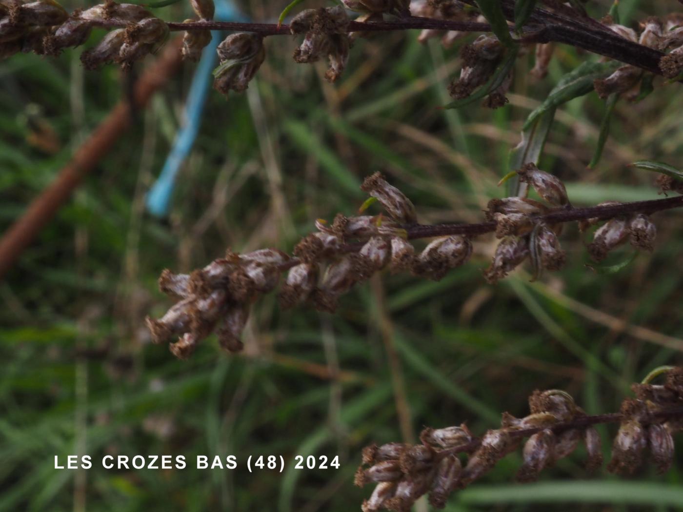 Wormwood, Chinese fruit